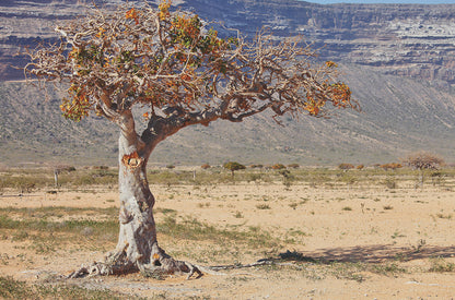 myrhh sourcing 1050x693 eu