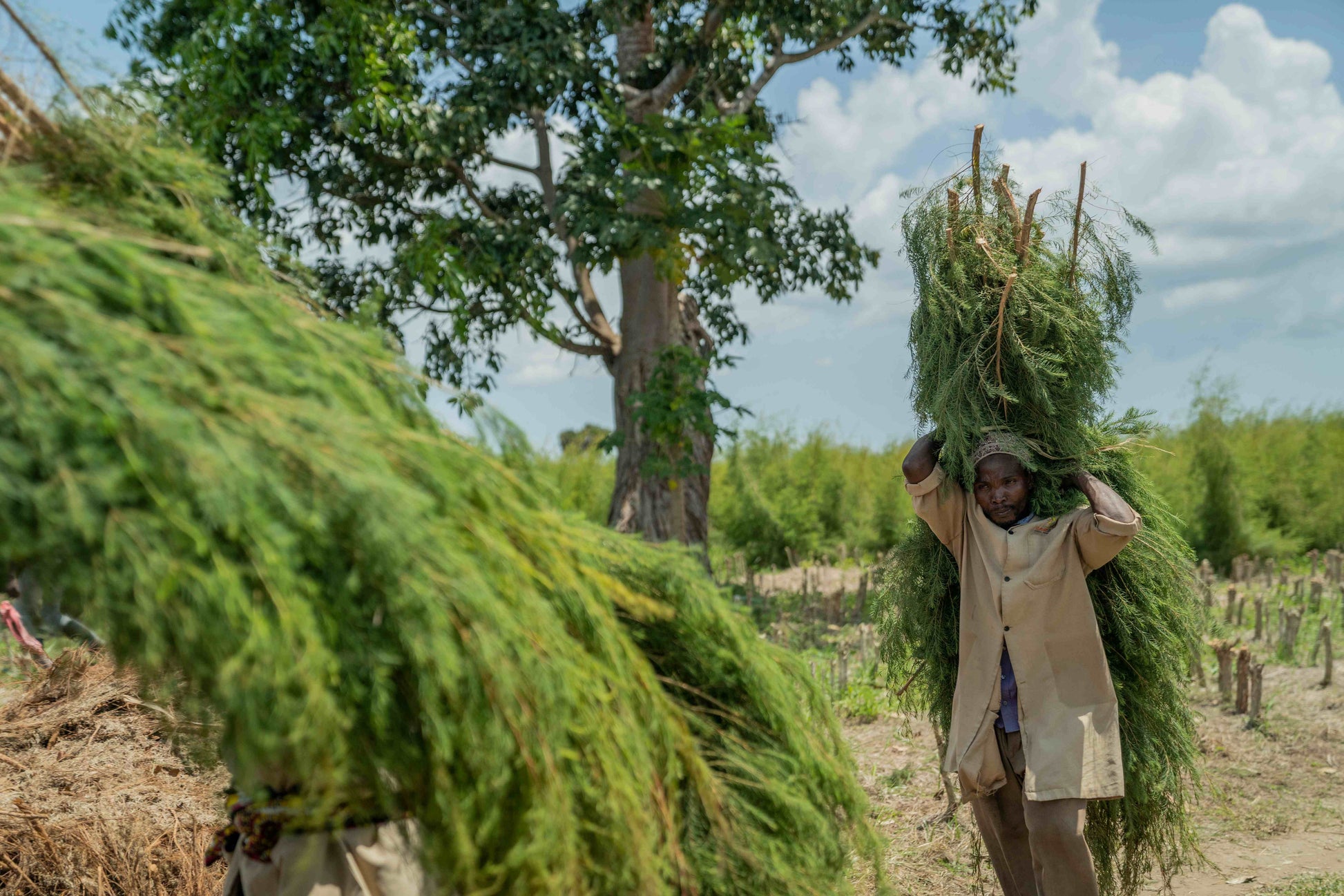 3X Impact Tea Tree, Kenya 5