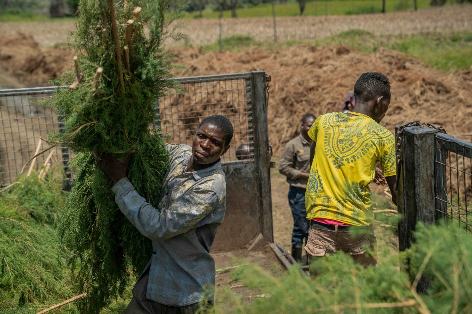 3X Impact Tea Tree, Kenya 6