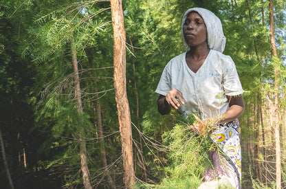 melaleuca sourcing 1050x693 eu