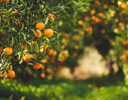 metapwr advantage uses