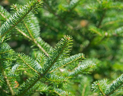 Doterra balzsamfenyo 5 ml illoolaj