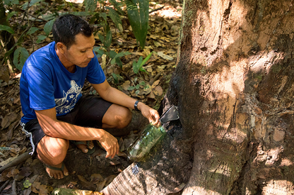 Doterra Copaiba beszerzés